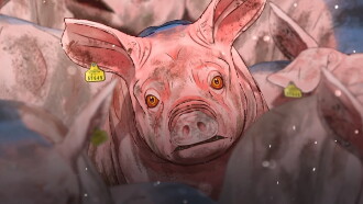 Pig That Survived Foot-and-Mouth Disease Trailer