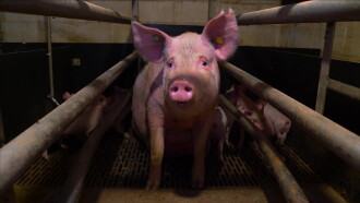 Pignorant Trailer