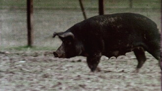 Pigs! Trailer