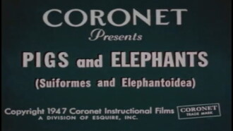 Pigs and Elephants (Suiformes and Elephantoidea) Trailer