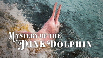 Pink Dolphin Trailer