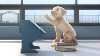 Pip Trailer