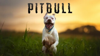 Pitbull Trailer