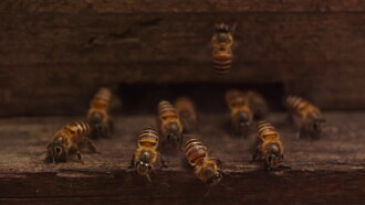 Plan Bee Trailer