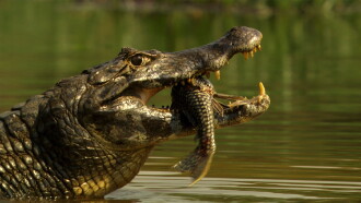 Planet of the Reptiles Trailer
