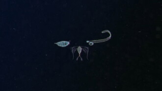 Plankton Trailer
