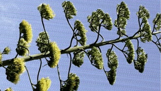 Plant X Trailer