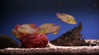 Plasma Art Classic Aquariums Trailer