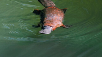 Platypus: World's Strangest Animal Trailer