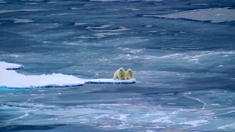 Polar Bear: Spy on the Ice Trailer