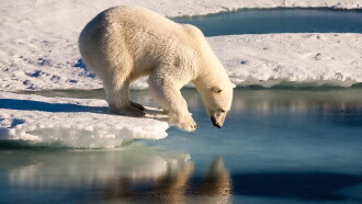 Polar Bears Trailer