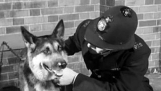 Police Dog Trailer
