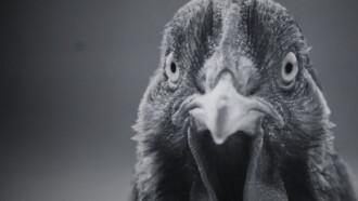 ¿Por qué la gallina cruzó el camino? Trailer