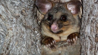 Possum Wars Trailer