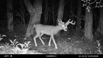 Posted No Hunting Trailer