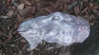 Posted Psychic File: Cursed Dream Trailer