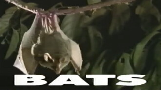 Predators of the Wild: Bats Trailer