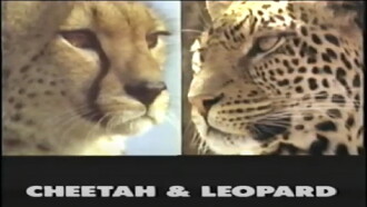 Predators of the Wild: Cheetah and Leopard Trailer