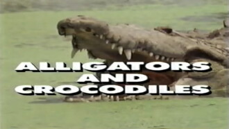 Predators of the Wild: Crocodiles and Alligators Trailer