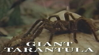 Predators of the Wild: Giant Tarantula Trailer