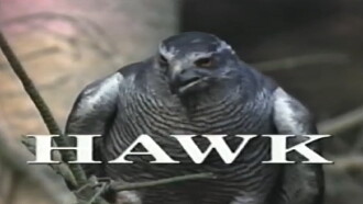 Predators of the Wild: Hawk Trailer