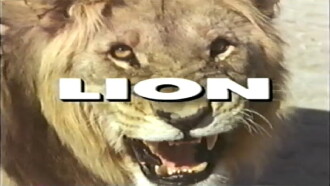 Predators of the Wild: Lion Trailer