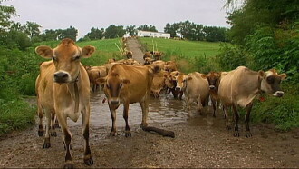 Pricele$$ Trailer