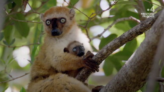 Primates: The Strength of the Clan Trailer
