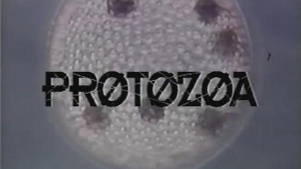 Protozoa Trailer