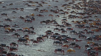 Providencia March of the Crabs Trailer