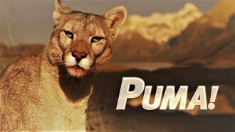 Puma! Trailer
