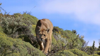 Puma: Lion of the Andes Trailer