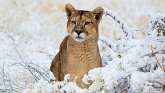 Pumas: Legends of the Ice Mountains Trailer