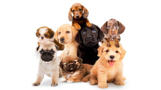 Puppy Time! Trailer