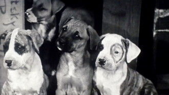 Pups Is Pups Trailer