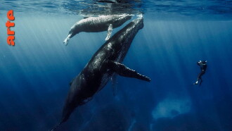 Quand baleines et tortues nous montrent le chemin Trailer