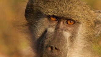 Queen of the Baboons Trailer