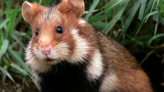 Qui a peur du grand hamster ? Trailer