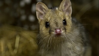 Quoll Farm Trailer