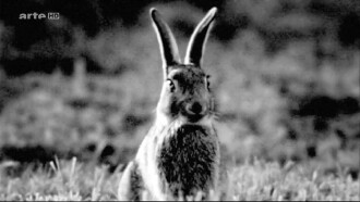 Rabbit à la Berlin Trailer