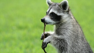 Raccoon: Backyard Bandit Trailer