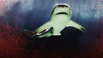 Raging Bull Shark Trailer