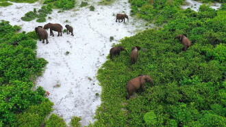 Rainforest First: Climate Protection in Central Africa Trailer
