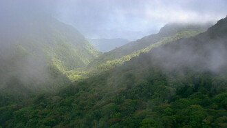 Rainforest Home Trailer