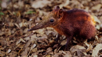 Rainforest Pixies: The Mysterious Rhynchocyon Shrew of Arabuko Trailer