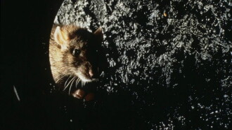 Rat Trailer