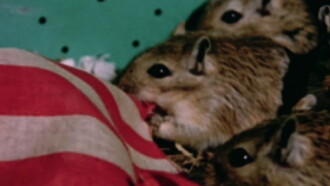 Rat Life and Diet in North America Trailer
