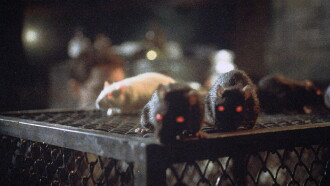 Rats: Night of Terror Trailer
