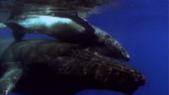 Reader's Digest Wildlife Symphony Trailer