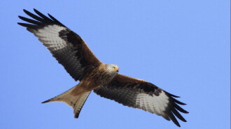 Reconnaitre les Rapaces Trailer
